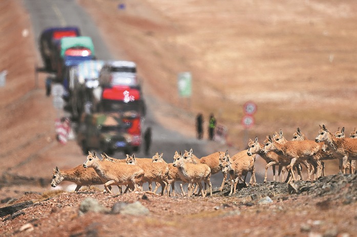 Tibetan antelopes arrive in Hoh Xil to calve