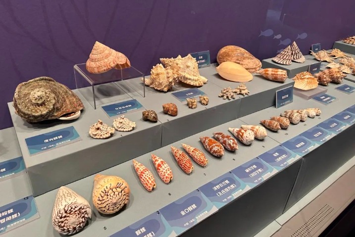 Acquire knowledge about conch in the South China Sea at Anhui exhibit