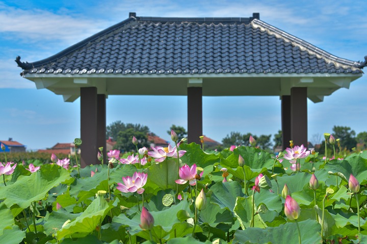 Lotus appreciation and lotus picking festival opens in Wuhan