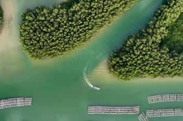 Fund to protect mangroves launched in Shenzhen
