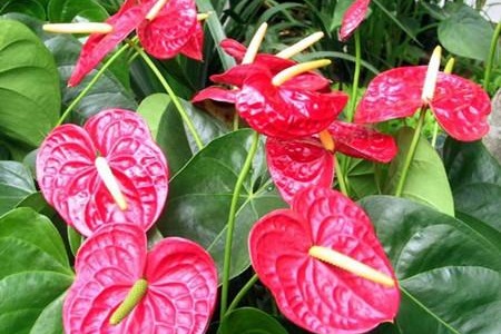 Anthurium flowers rise to prominence in Guangdong