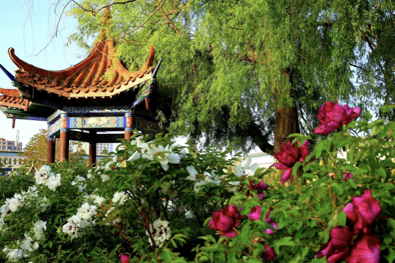 City square in Zhangye flourishes with peonies