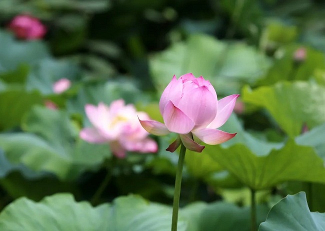 Where to admire lotus flowers in Nantong