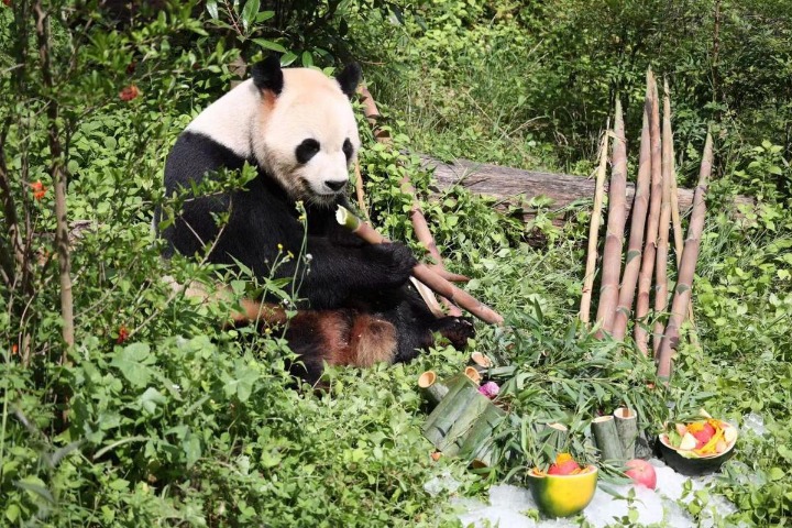 Yunnan Wildlife Park celebrates giant panda’s birthday