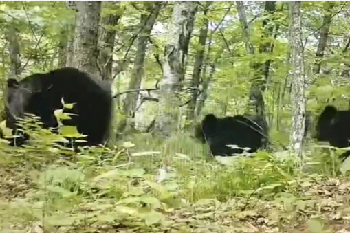 Black bears spotted in Tianqiaoling forest area in Jilin