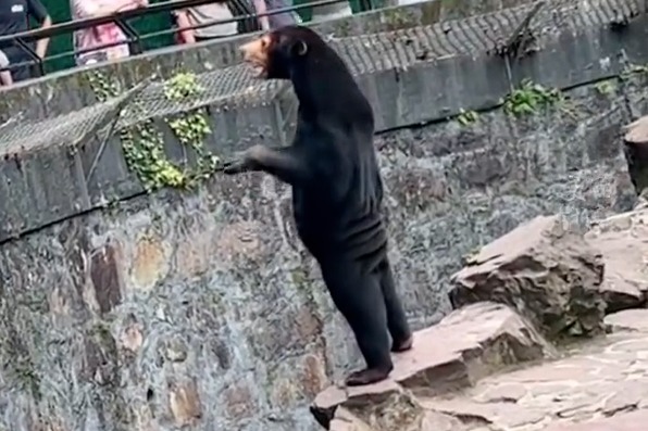 Bear at Hangzhou Zoo goes viral with human-like behavior