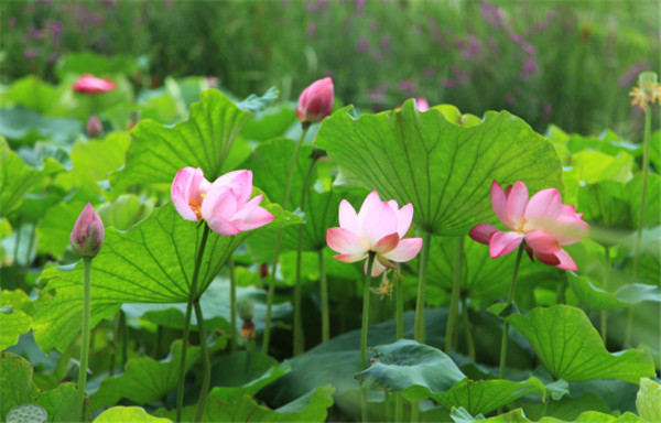 Blooming lotus flowers add color to Yantai