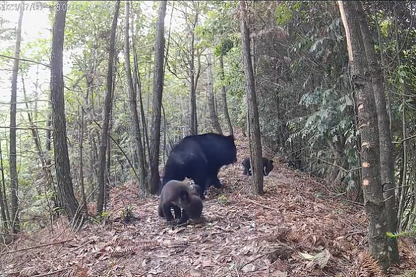 Black bears recorded at Quzhou's Qianjiangyuan National Park