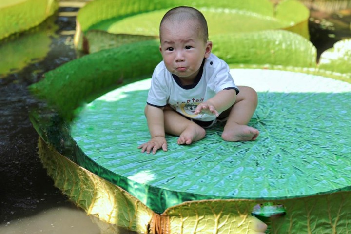 Giant lily pads carry weight of delighted visitors