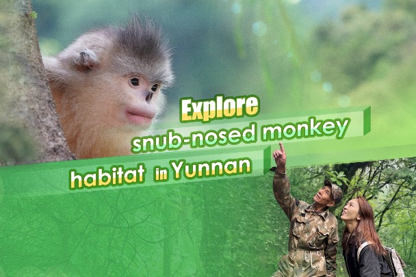 Explore snub-nosed monkey habitat in Yunnan
