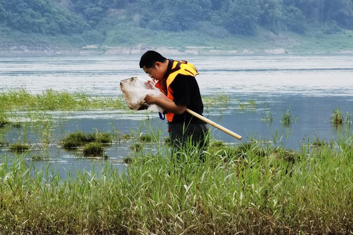 Administrative measures help rare fish species to repopulate in Chongqing