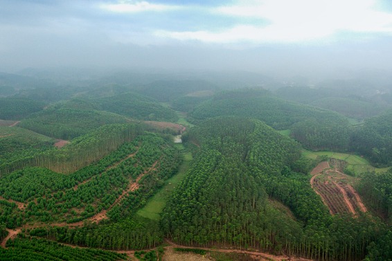 China's Guangxi plants over 200,000 hectares of trees annually for 15 years