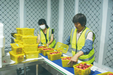 Maoming technology keeps lychees fresher for longer