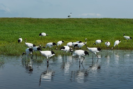 Red-crowned cranes flourish in Heilongjiang's Zhalong Nature Reserve