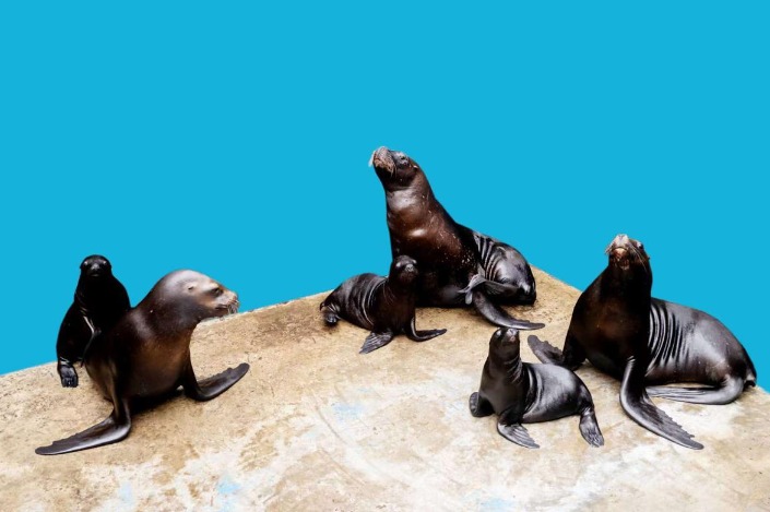 Dalian marine park sees record sea lion births