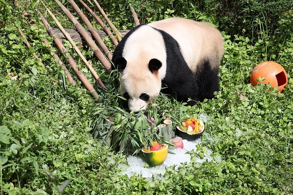 Yunnan Wildlife Park celebrates giant panda Mao Zhu's 9th birthday