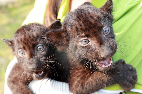 Cute cubs at Nantong Wildlife Park
