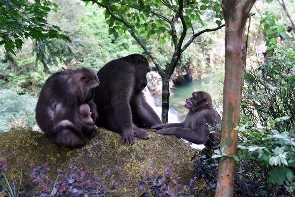 Tibetan macaques make their home at Wuyi Mountain National Park