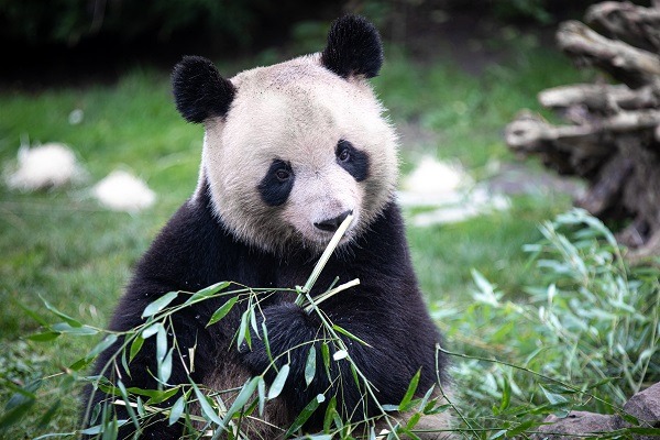 Giant panda Yuan Meng arrives in Chengdu for new chapter