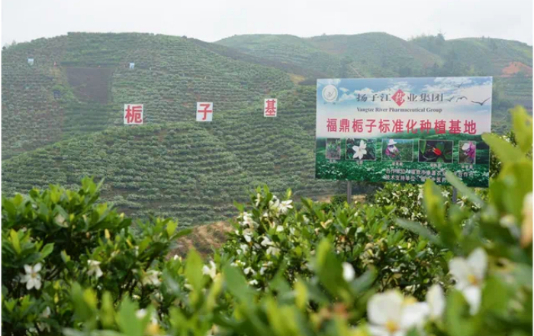 Yangtze River pharma group upgrades its cultivation of gardenias 