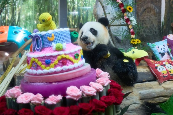 Visitors wish 2 pandas in Hainan a happy birthday