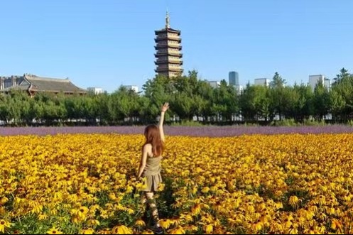 Sea of flowers greets visitors in Changchun wetland park