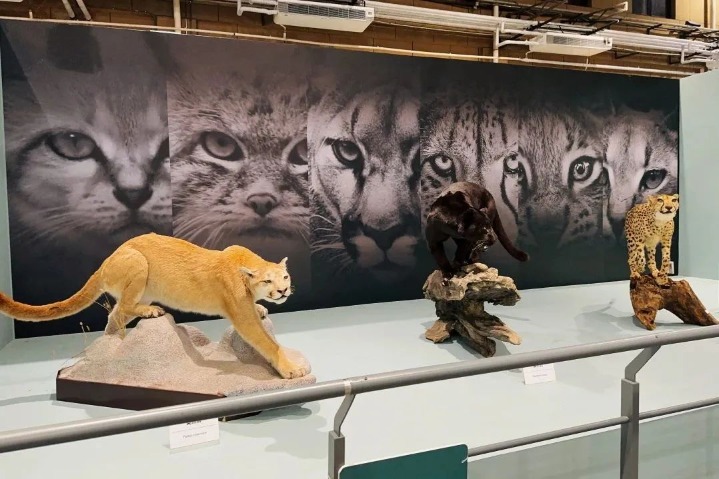 Beijing exhibition illustrates the evolution of Felidae animals
