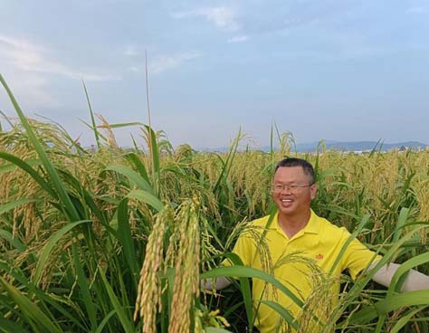 Giant rice farming trial yields results for Liantang village