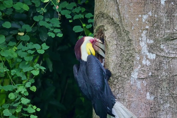 Crested hornbill mother and her chick leave their nest in Yunnan