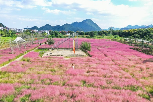 Embrace the early autumn beauty of pink muhly grass in Guizhou