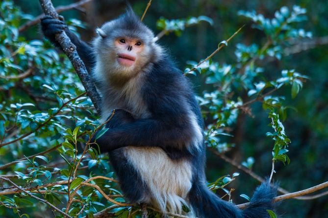 Snub-nosed monkeys living the high life in Yunnan