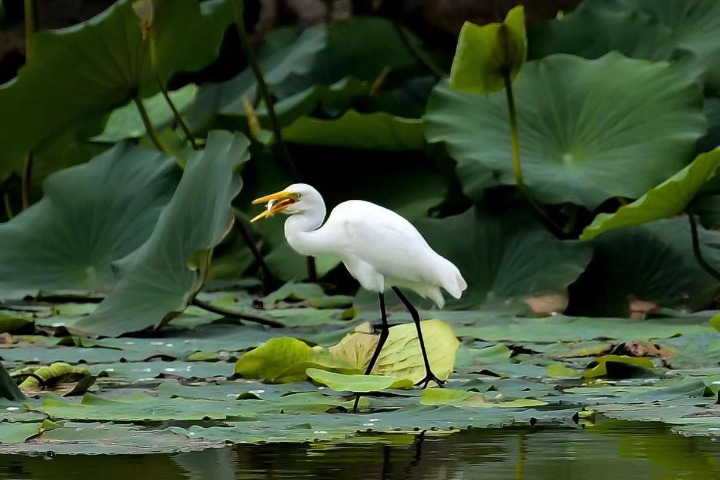 Egrets spotted at cleaned-up lake in Shanxi