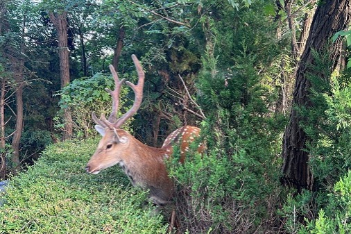 Wild sika deers spotted at Dalian's Baiyun Mountain Park