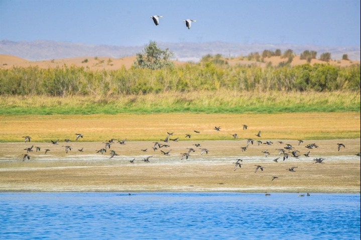 Protected geese spotted at national reserve in Gansu