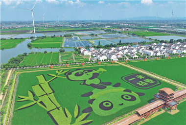 Rice paddy designs captivate in Wuxi