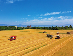 Shanxi sets record in summer grain production