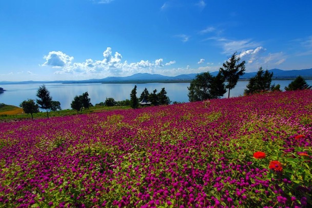 Sea of flowers bursts into bloom in Jilin province