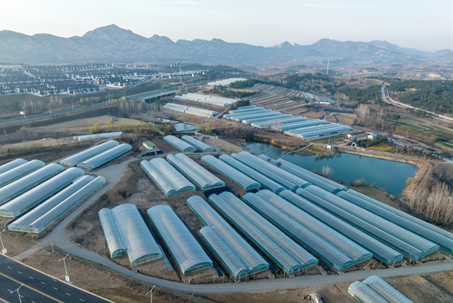 Qingdao to build modern facility agricultural zones by 2025