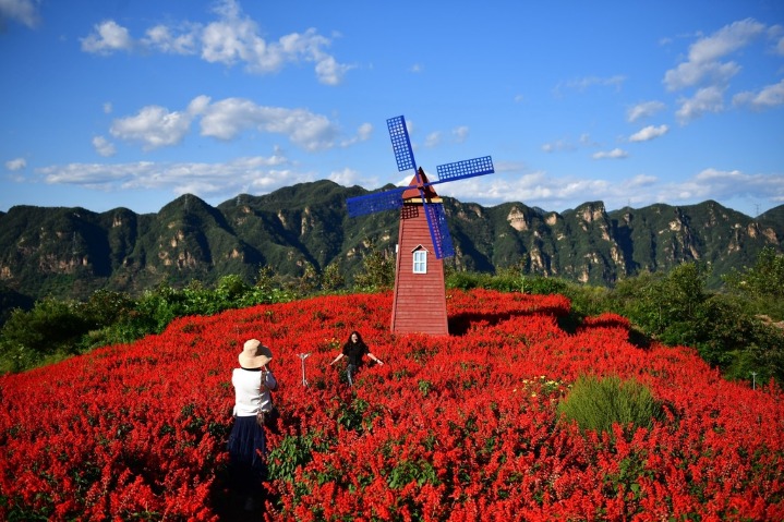 Captivating autumn blossoms in Hebei province