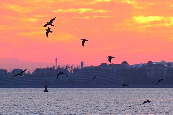 Seagulls dance lightly in the mesmerizing dawn in Qingdao