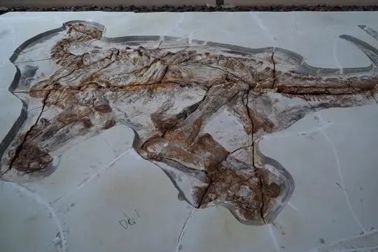 Hebei dinosaur fossils shed light on past