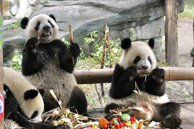 Chongqing wishes happy to its two giant pandas