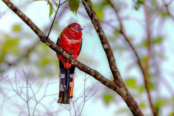 Photographers capture rare birds raising their young