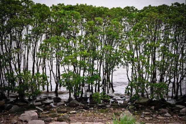 Shenzhen to be protection hub for mangroves