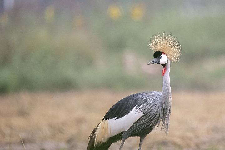 Grey crowned crane spotted at Jinan's village