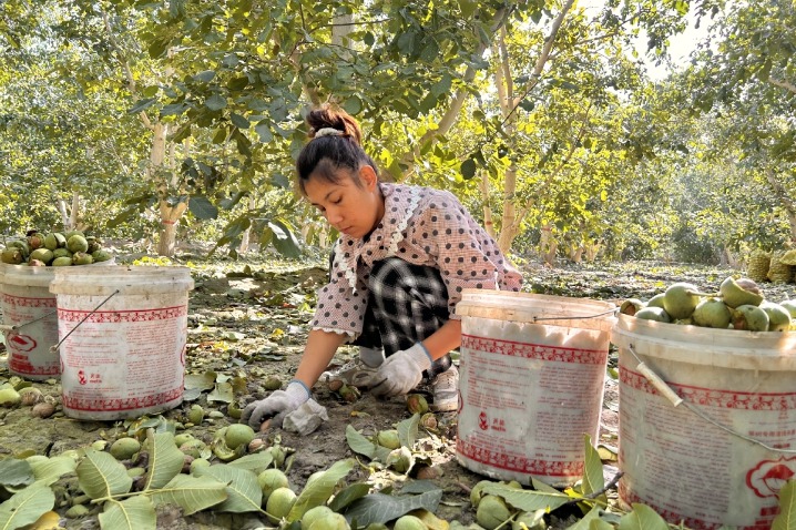 Walnuts enter the harvest season in Xinjiang
