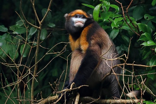 Rare golden monkeys thrive at Chinese world heritage site