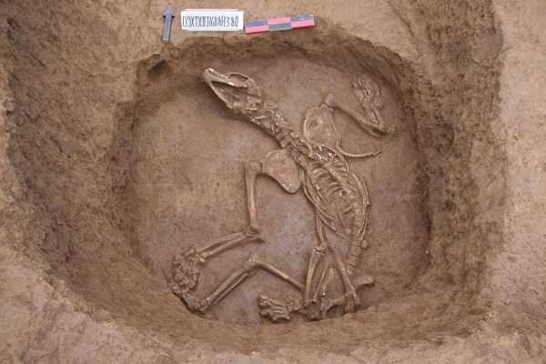Complete bear skeleton discovered in Xiazhai archaeological site in Henan