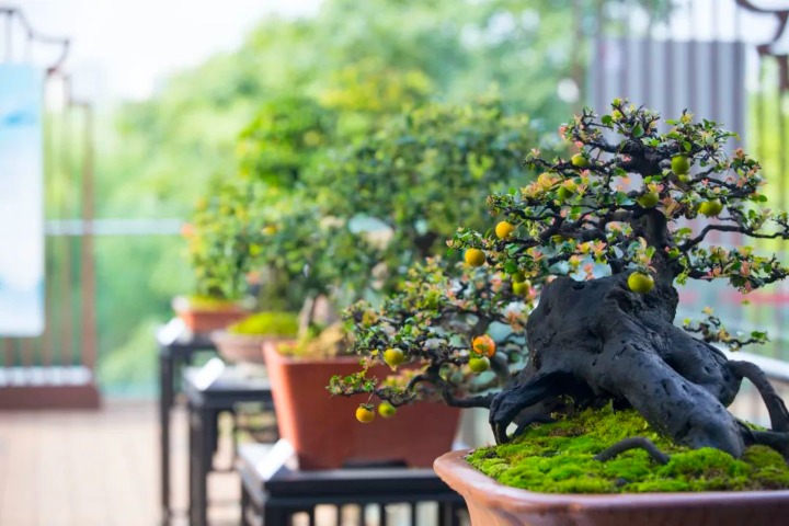 Appreciate Sichuan style bonsai art at Beijing exhibition