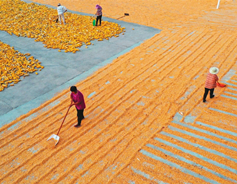 In Shanxi, it's harvest time
